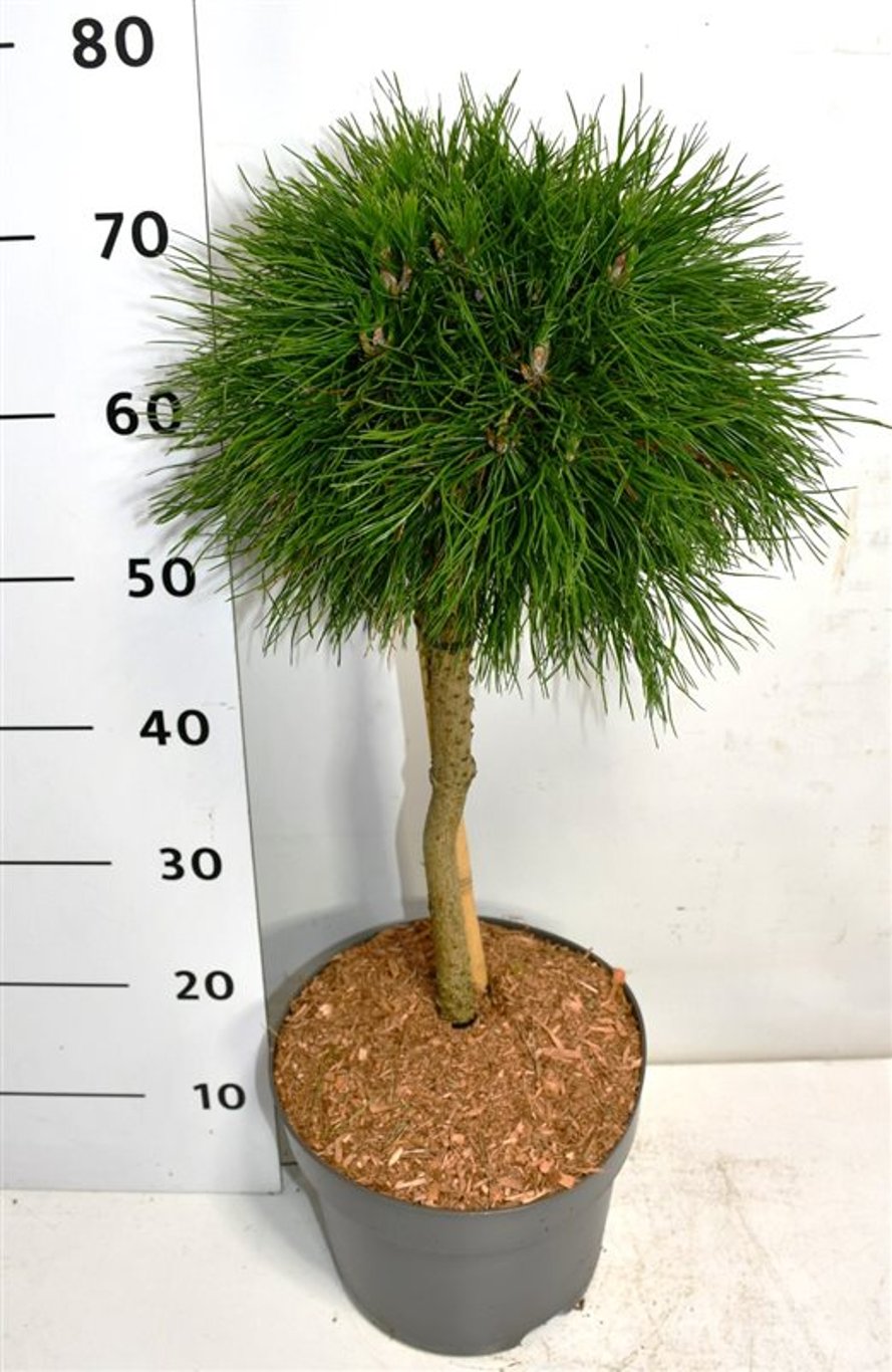 Pinus mugo 'Varella' - 40 CM Stem C7.5